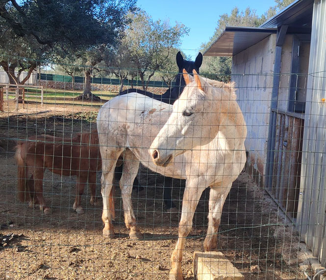 Animali in Struttura – cavalli, capre, gatti e cani Image